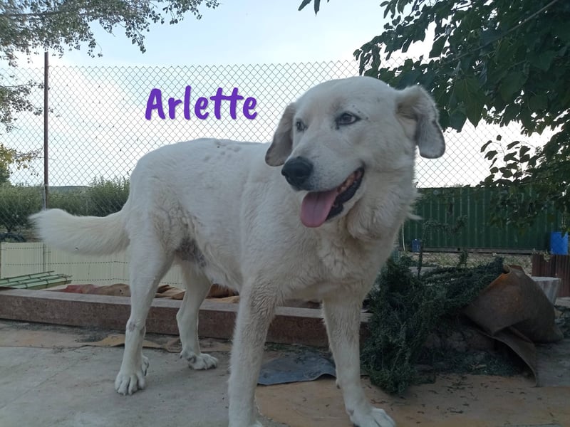 Arlette 09/2020 (ESP) - ruhige, noble und sanfte Herdenschutz-Mix Hündin!