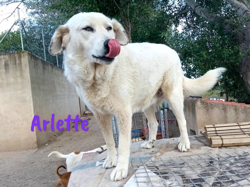 Arlette 09/2020 (ESP) - ruhige, noble und sanfte Herdenschutz-Mix Hündin!