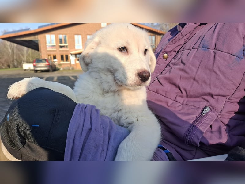 Pyrenäen-Berghund Mix Pyrenäen Hund Herdenschutz