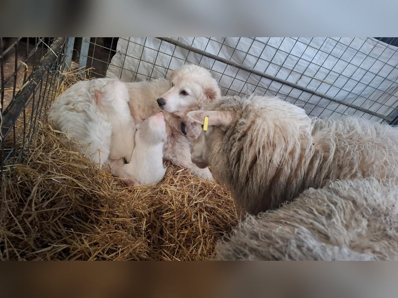 Pyrenäen-Berghund Mix Pyrenäen Hund Herdenschutz