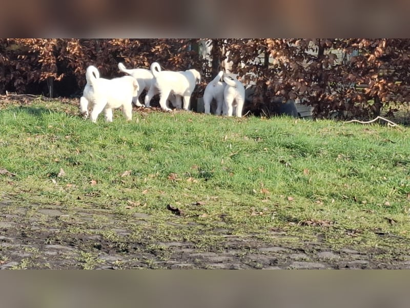 Pyrenäen-Berghund Mix Pyrenäen Hund Herdenschutz
