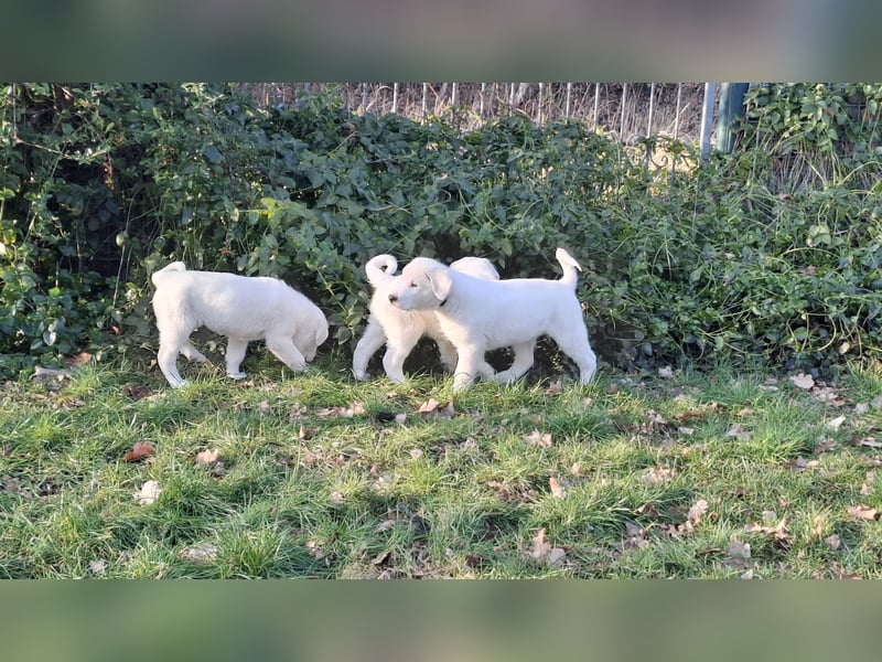 Pyrenäen-Berghund Mix Pyrenäen Hund Herdenschutz