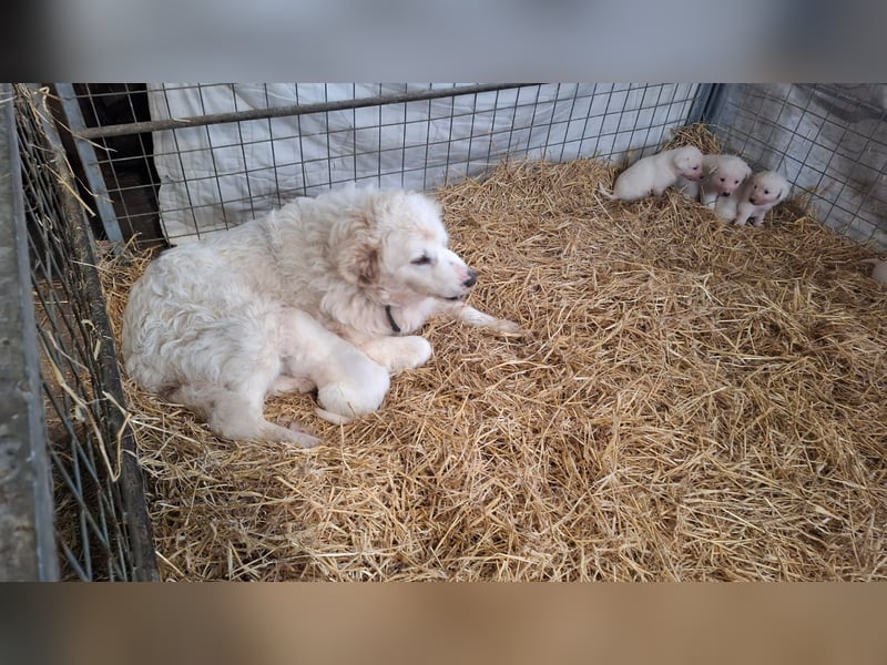 Pyrenäen-Berghund Mix Pyrenäen Hund Herdenschutz