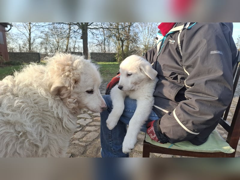 Pyrenäen-Berghund Mix Pyrenäen Hund Herdenschutz