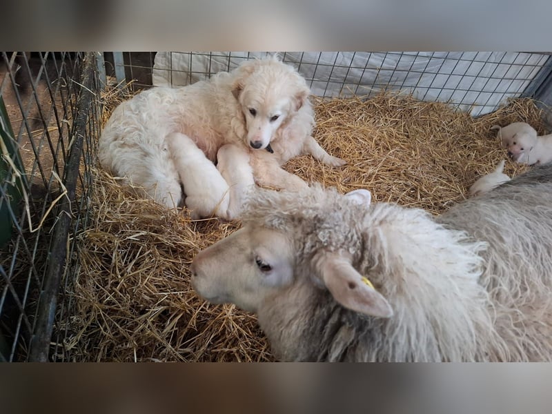 Pyrenäen-Berghund Mix Pyrenäen Hund Herdenschutz