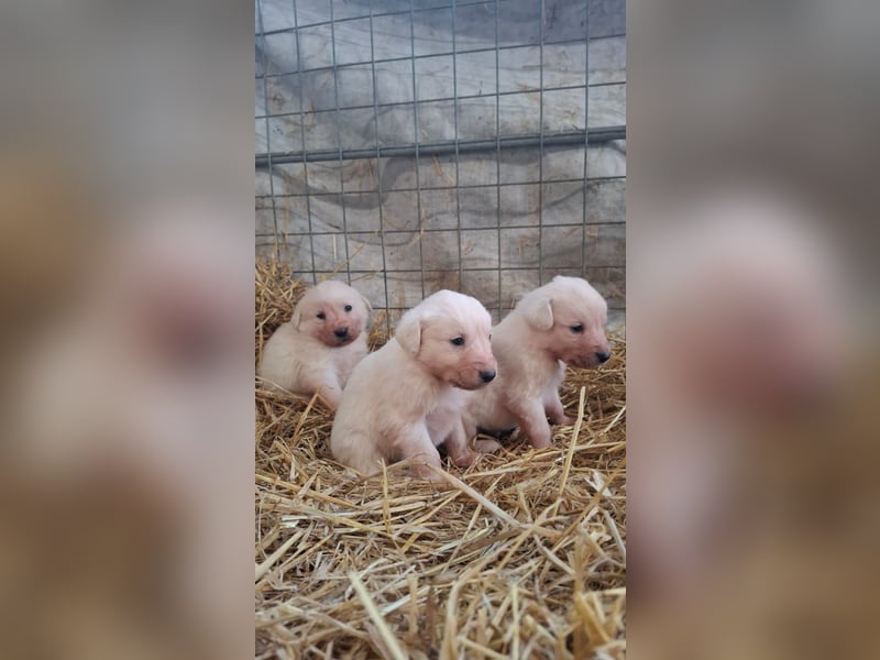 Pyrenäen-Berghund Mix Pyrenäen Hund Herdenschutz