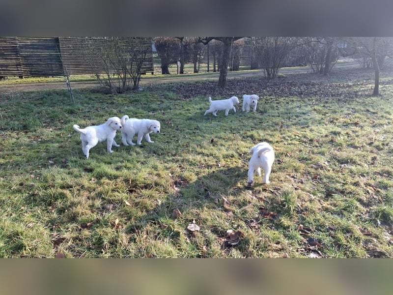 Pyrenäen-Berghund Mix Pyrenäen Hund Herdenschutz