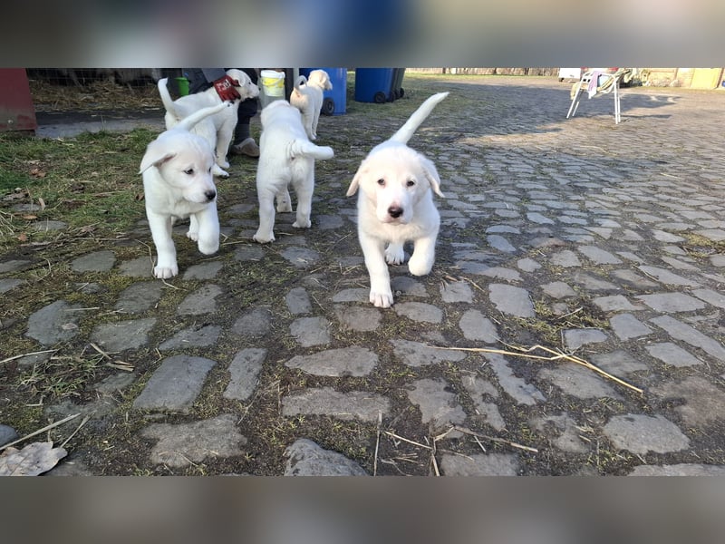 Pyrenäen-Berghund Mix Pyrenäen Hund Herdenschutz