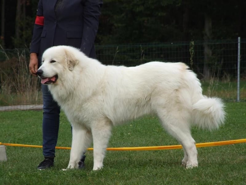 Pyrenäenberghund Rüde