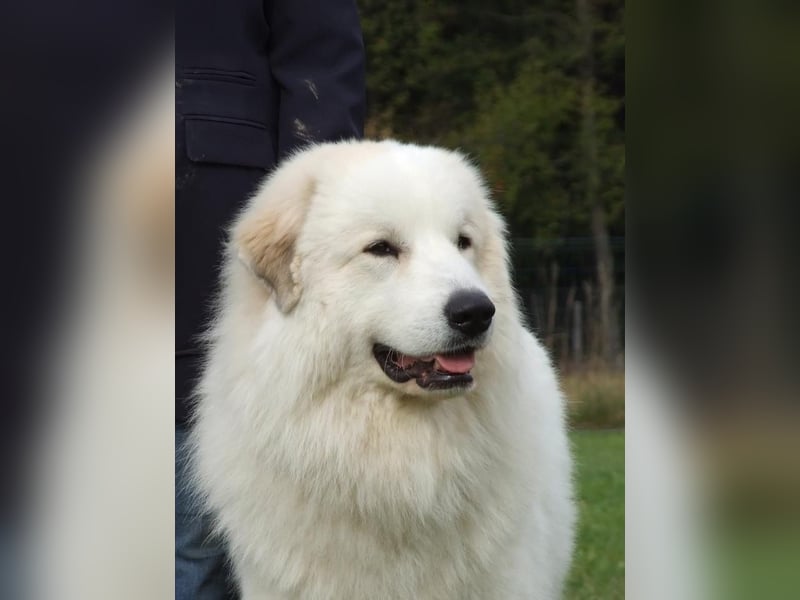 Pyrenäenberghund Rüde