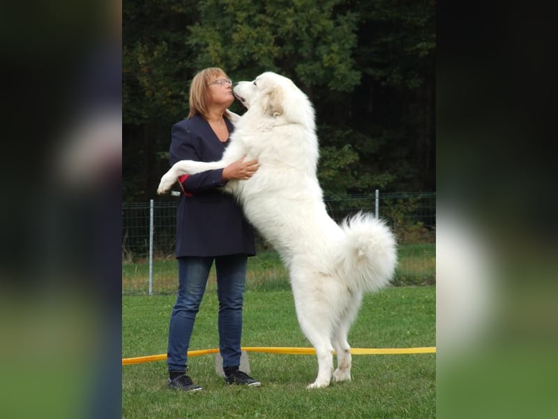 Pyrenäenberghund Rüde