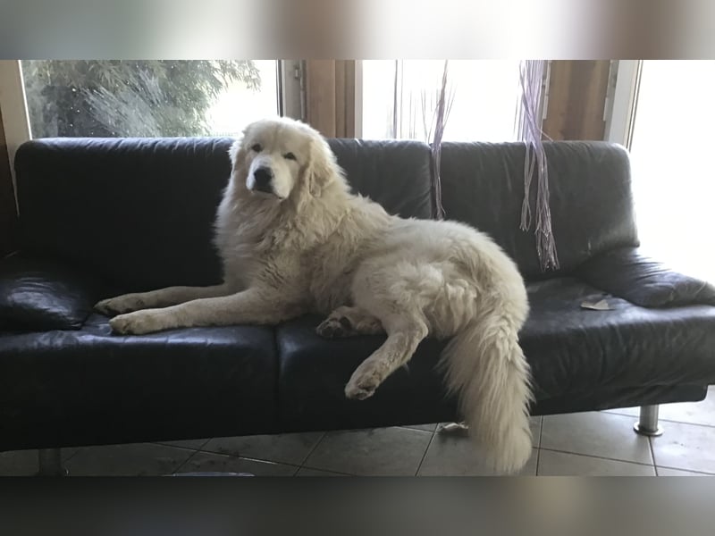 Pyrenäenberghund Rüde