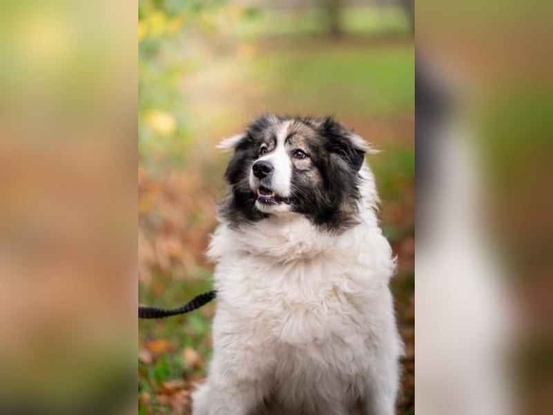 Ida - selbstbewusste Pyrenäenberghündin