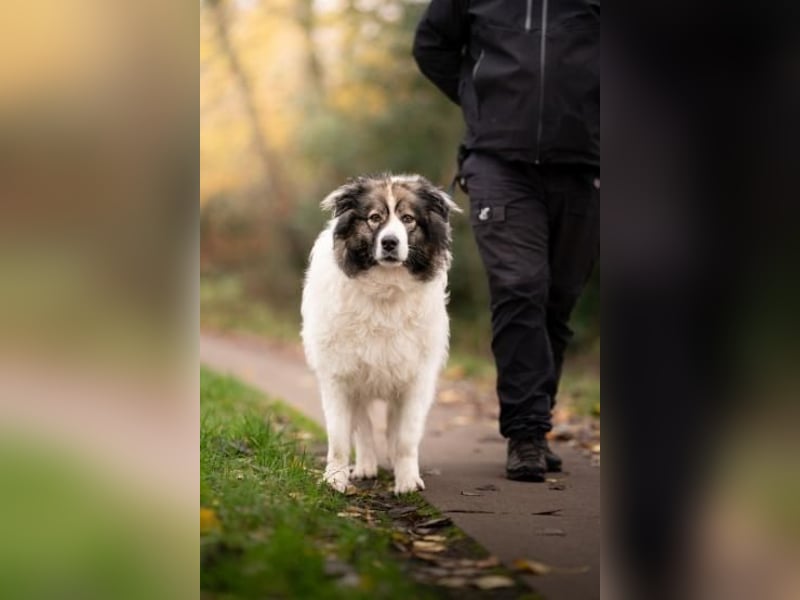 Ida - selbstbewusste Pyrenäenberghündin