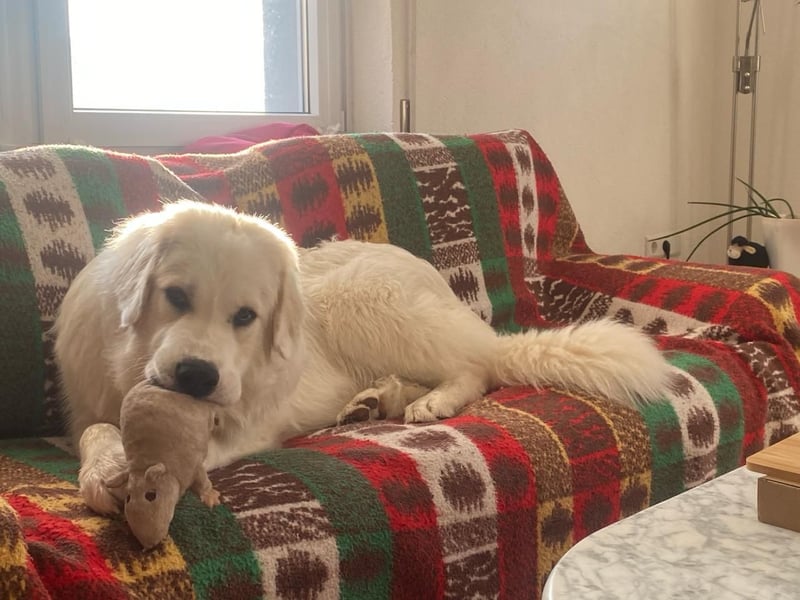 Mein Herz sucht das Beste für Zuki