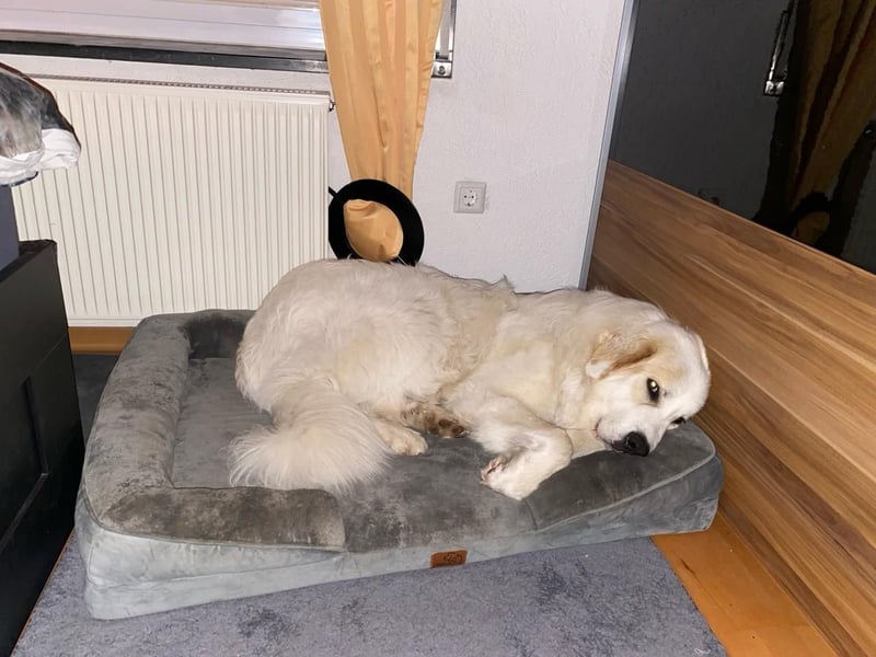 Mein Herz sucht das Beste für Zuki