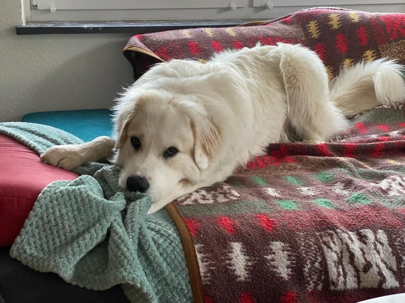 Mein Herz sucht das Beste für Zuki