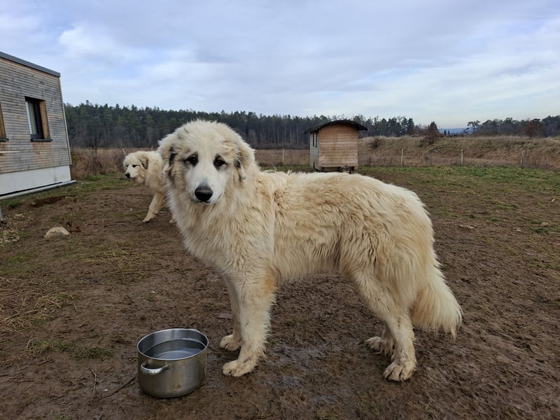 2 Pyrenäenberghunde (Rüden) zu verkaufen