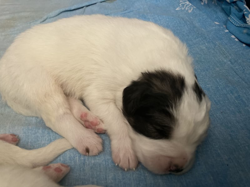 Herdenschutzhunde/Pyrenäenberghunde