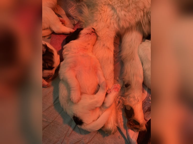 Herdenschutzhunde/Pyrenäenberghunde