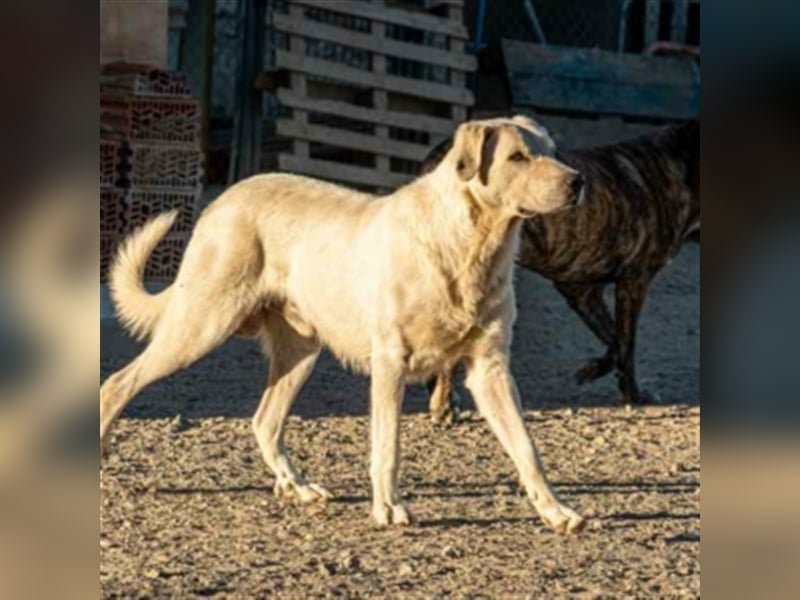 Bunti-wartet auf ein XXL-Körbchen