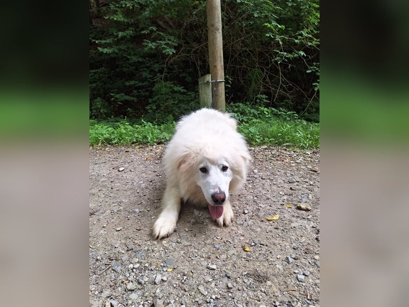 Pyränenberghundmix Tobi