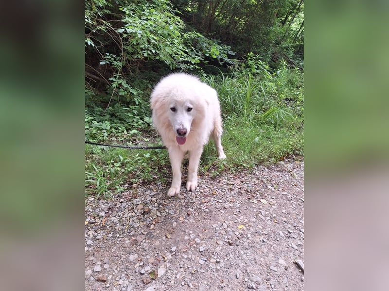 Pyränenberghundmix Tobi