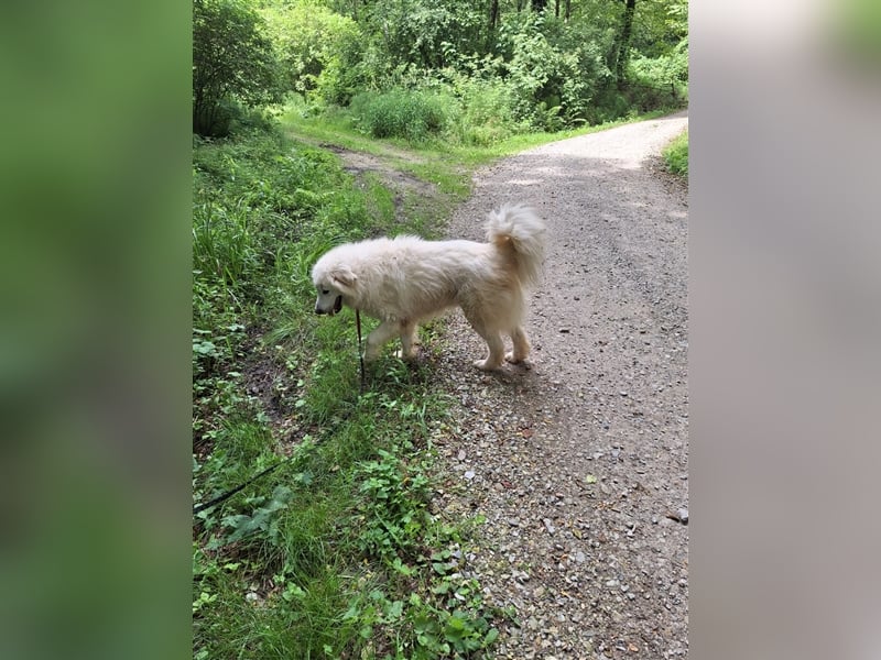 Pyränenberghundmix Tobi