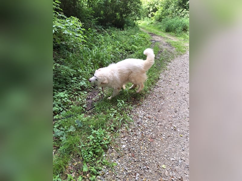 Pyränenberghundmix Tobi