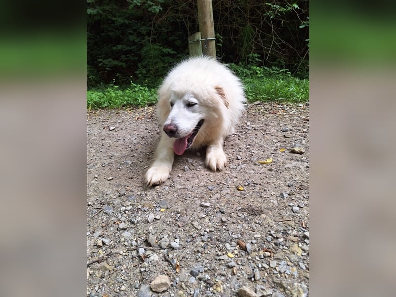 Pyränenberghundmix Tobi