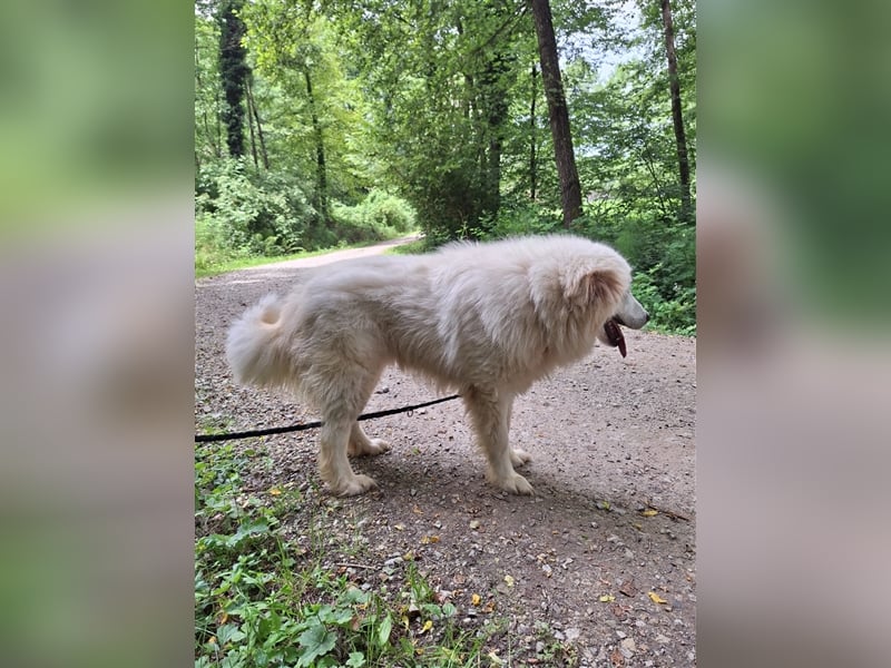 Pyränenberghundmix Tobi