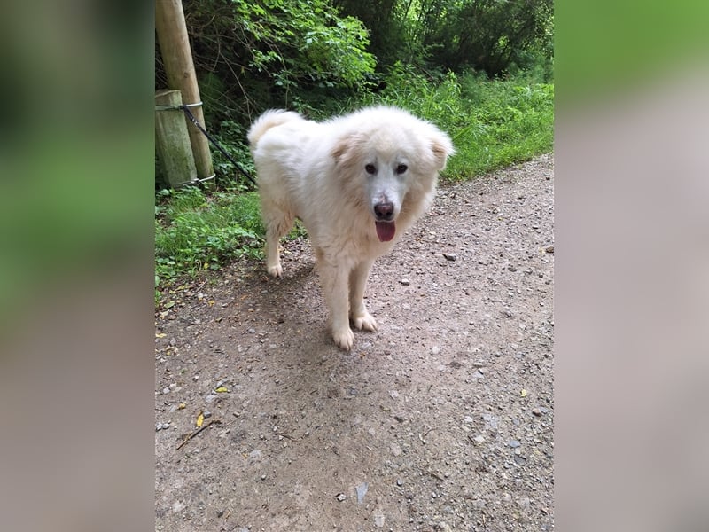 Pyränenberghundmix Tobi