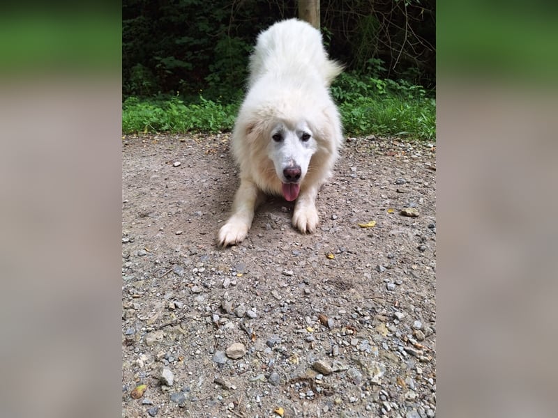 Pyränenberghundmix Tobi