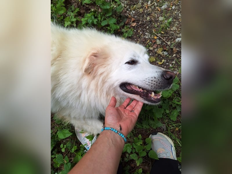 Pyränenberghundmix Tobi