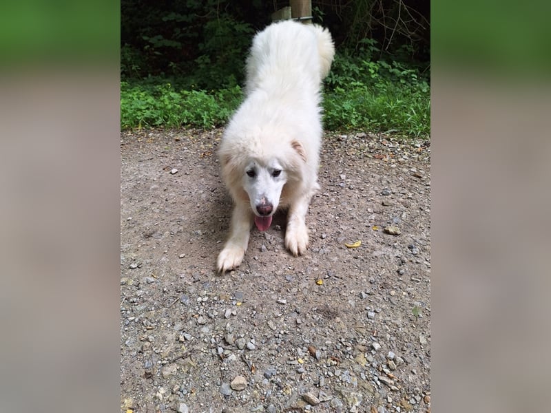 Pyränenberghundmix Tobi