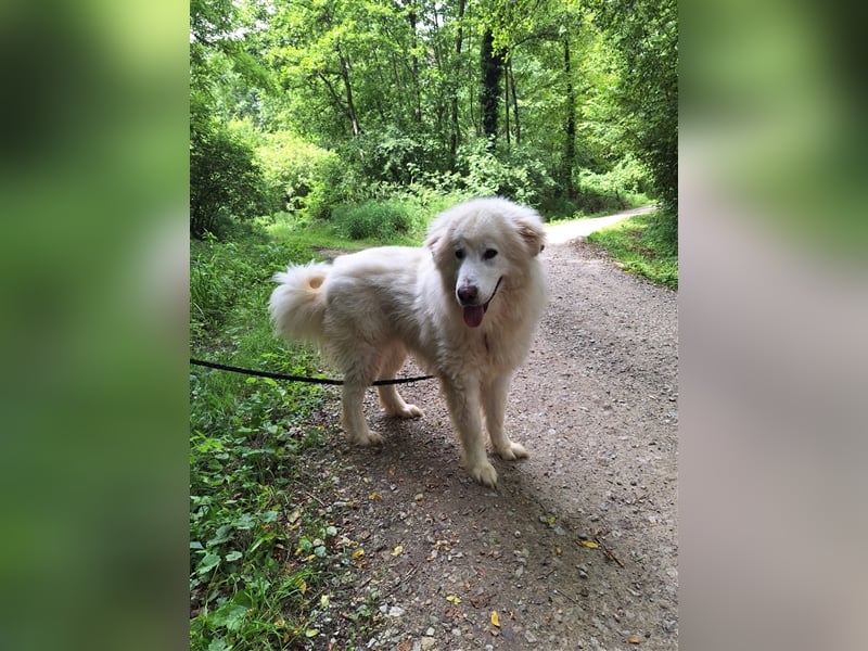 Pyränenberghundmix Tobi