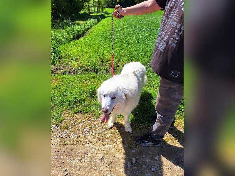 Pyränenberghundmix Tobi