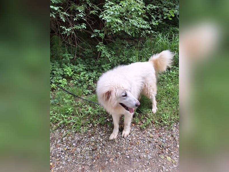 Pyränenberghundmix Tobi
