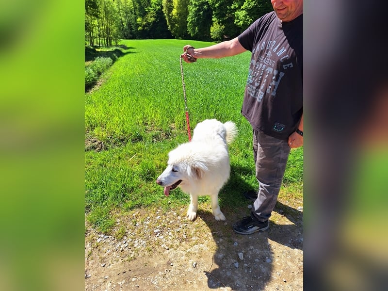 Pyränenberghundmix Tobi