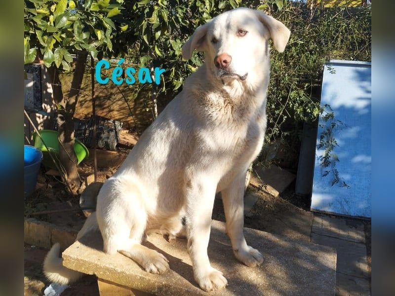 César 09/2023 (ESP Pflegestelle) - sozialer und nobler, junger Pyrenäenberghund!