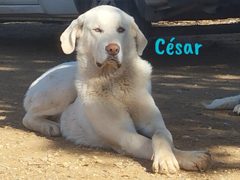 César 09/2023 (ESP Pflegestelle) - sozialer und nobler, junger Pyrenäenberghund!