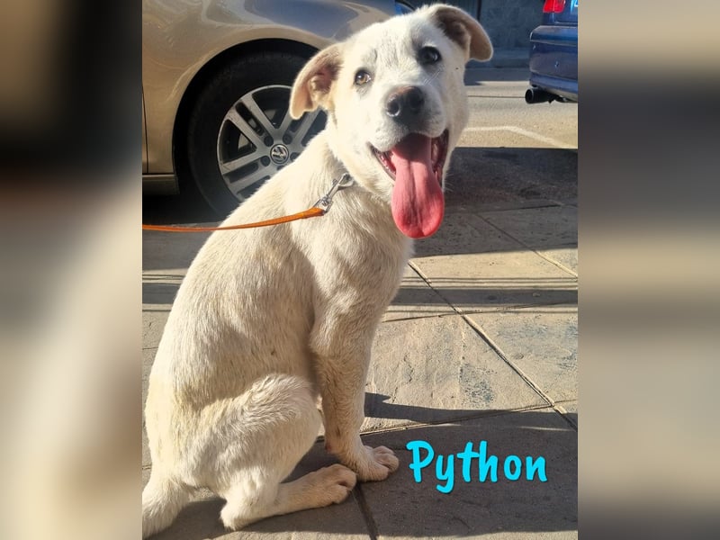 Python 10/2023 (ESP Pflegestelle) - verspielter und menschenbezogener Junghund!