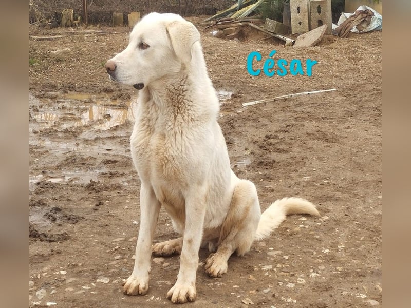 César 09/2023 (ESP Pflegestelle) - sozialer und nobler, junger Pyrenäenberghund!