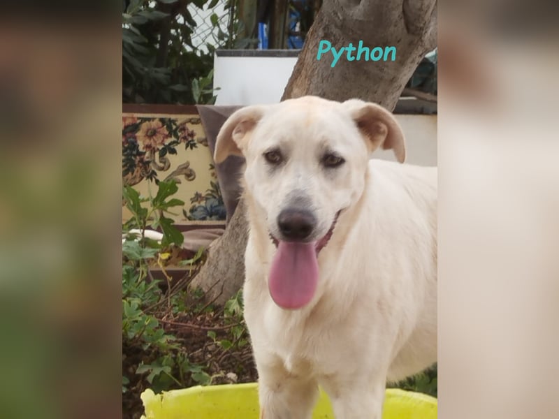 Python 10/2023 (ESP Pflegestelle) - verspielter und menschenbezogener Junghund!