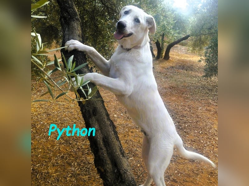 Python 10/2023 (ESP Pflegestelle) - verspielter und menschenbezogener Junghund!