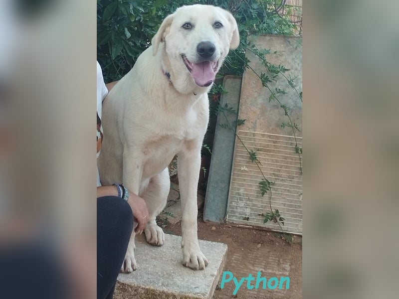 Python geb. 10/2023 (ESP Pflegestelle) - verspielter und menschenbezogener Junghund!