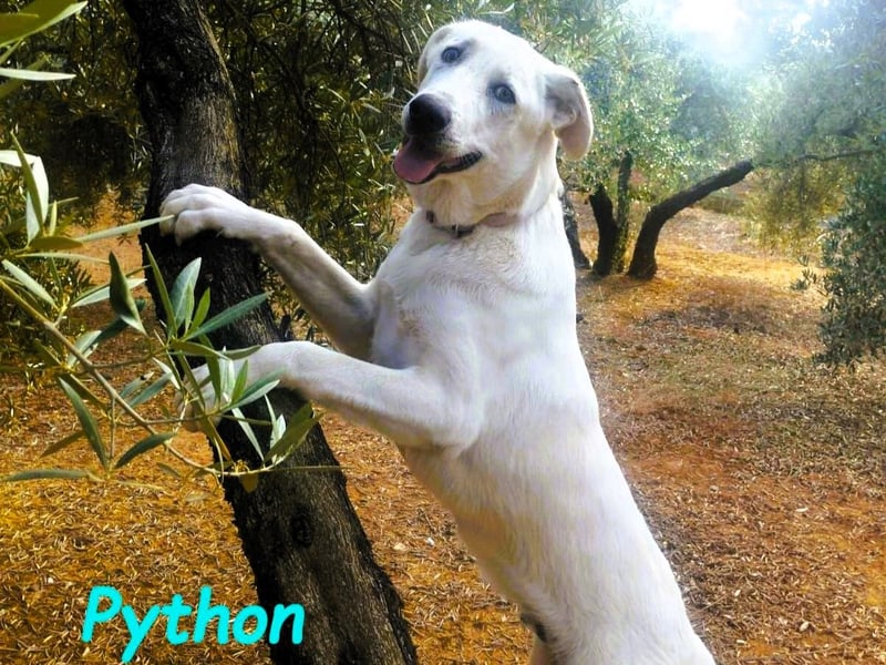 Python 10/2023 (ESP Pflegestelle) - verspielter und menschenbezogener Junghund!