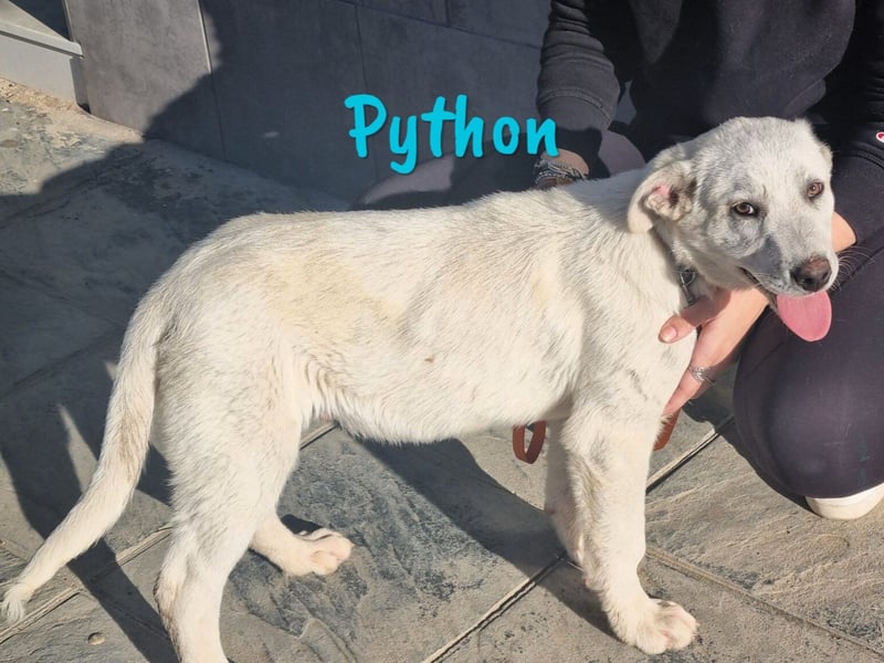 Python geb. 10/2023 (ESP Pflegestelle) - verspielter und menschenbezogener Junghund!
