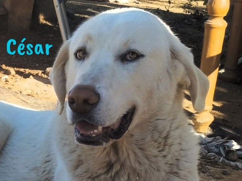 César 09/2023 (ESP Pflegestelle) - sozialer und nobler, junger Pyrenäenberghund!