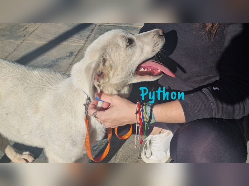 Python 10/2023 (ESP Pflegestelle) - verspielter und menschenbezogener Junghund!